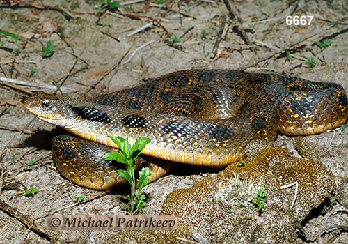 Eastern Hognose Snake (Heterodon platirhinos)